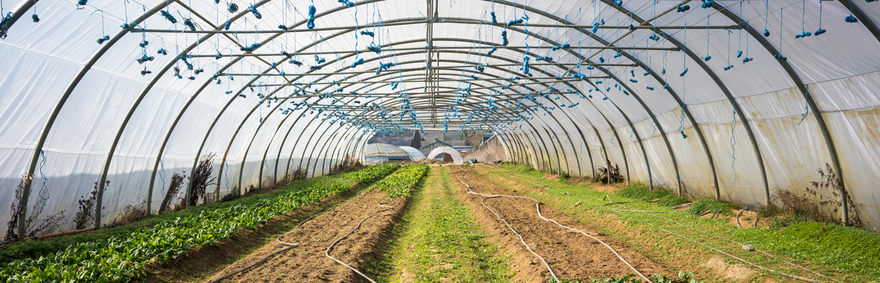 Emmaüs mise sur l’agriculture et l’alimentation écologique